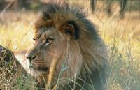 African Safari Lion